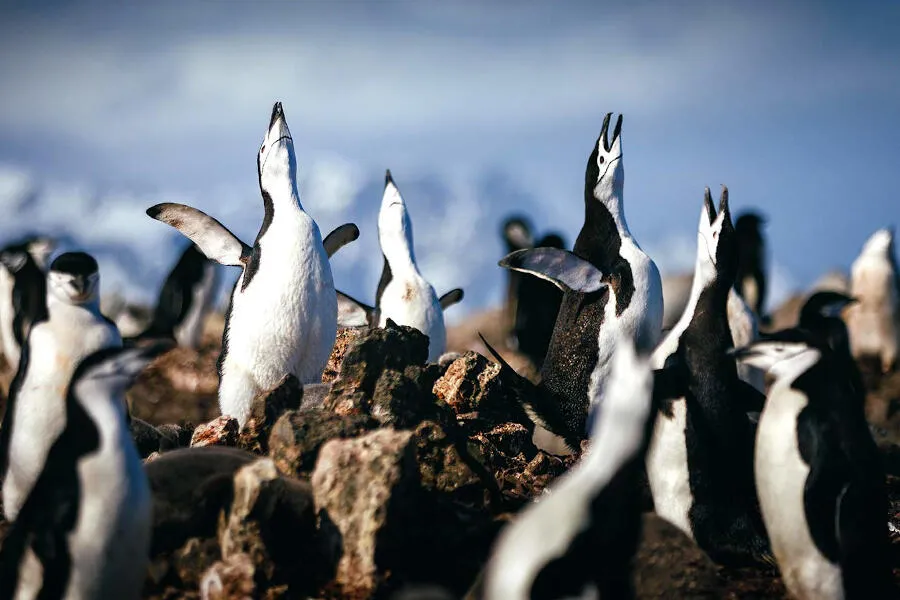 antarctic peninsula tdfa 2