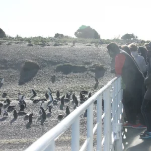 Navegación Pingüinera